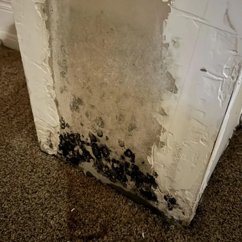 Professional Mold Removal in Rocky Mount, VA